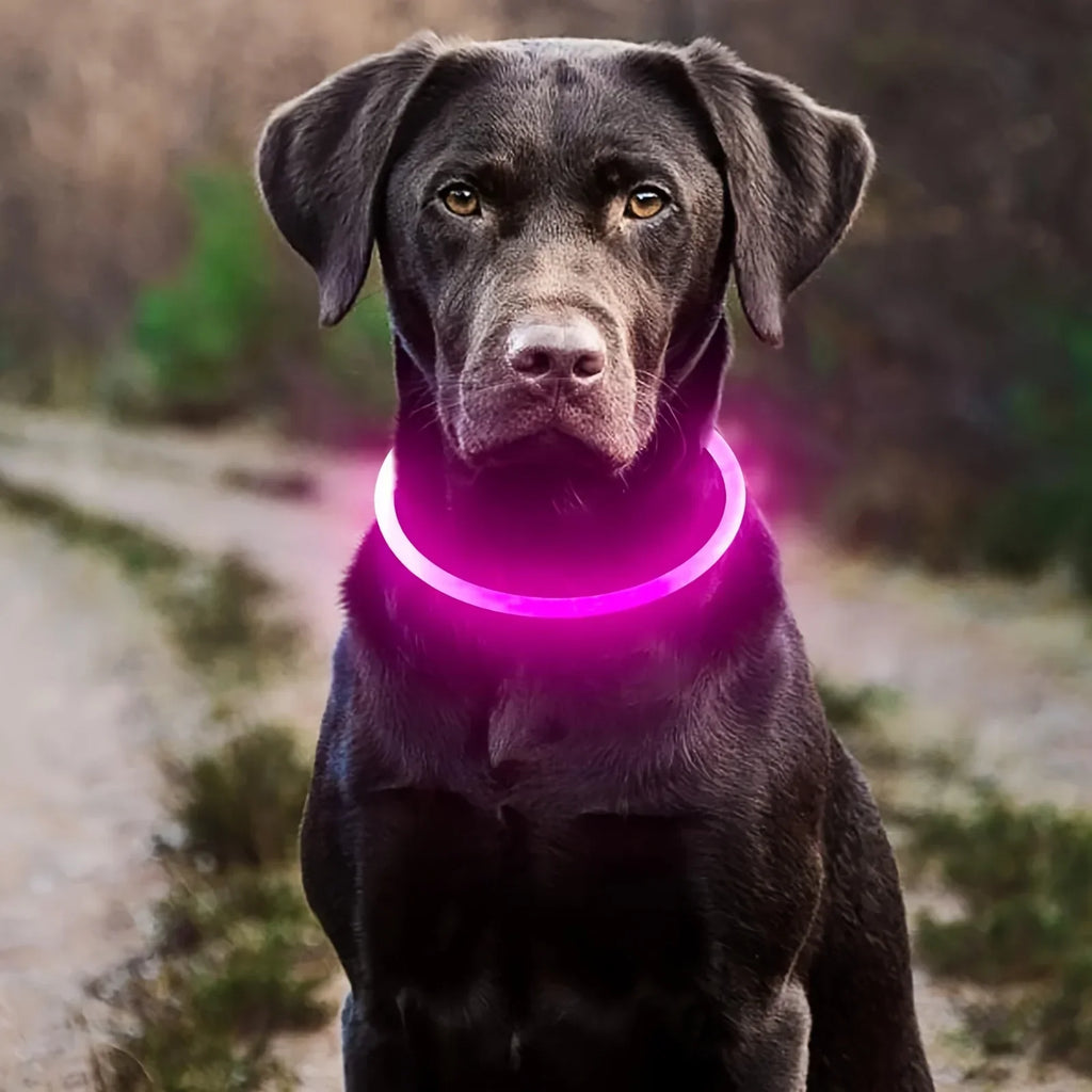LED Light-Up Dog Collar – USB Rechargeable Anti-Lost Safety Collar